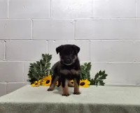 Boomer, a male German Shepherd Dog for sale in Fresno, OH – 1 of 3
