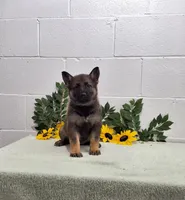 Sweetheart , a female German Shepherd Dog for sale in Fresno, OH – 3 of 3