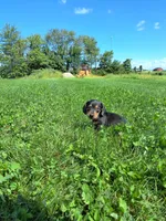 Tanner , a male Miniature Dachshund for sale in Fresno, OH – 5 of 10