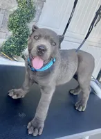Blue, a male Cane Corso for sale in Cherry Valley, CA – Photo 3 of 10