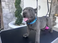 Blue, a male Cane Corso for sale in Cherry Valley, CA – Photo 6 of 10