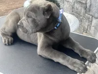 Blue, a male Cane Corso for sale in Cherry Valley, CA – Photo 9 of 10