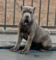 Blue, a male Cane Corso for sale in Cherry Valley, CA – Photo 4 of 10