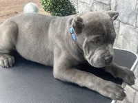 Blue, a male Cane Corso for sale in Cherry Valley, CA – Photo 8 of 10