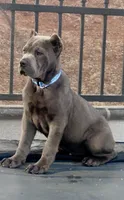 Blue, a male Cane Corso for sale in Cherry Valley, CA – Photo 2 of 10