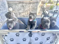 Blue, a male Cane Corso for sale in Cherry Valley, CA – Photo 7 of 10