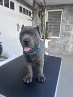Blue, a male Cane Corso for sale in Cherry Valley, CA – Photo 5 of 10