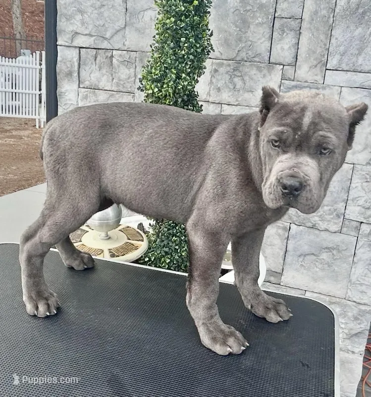Blue – Cane Corso puppy for sale in Cherry Valley, CA