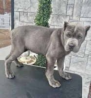 Blue, a male Cane Corso for sale in Cherry Valley, CA – Photo 1 of 10