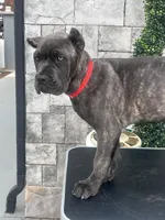 Red, a male Cane Corso for sale in Cherry Valley, CA – Photo 7 of 10