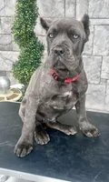 Red, a male Cane Corso for sale in Cherry Valley, CA – Photo 6 of 10