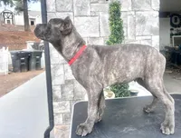 Red, a male Cane Corso for sale in Cherry Valley, CA – Photo 10 of 10