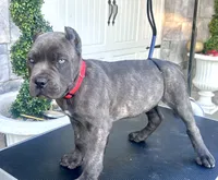 Red, a male Cane Corso for sale in Cherry Valley, CA – Photo 4 of 10