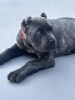 Red, a male Cane Corso for sale in Cherry Valley, CA – Photo 5 of 10