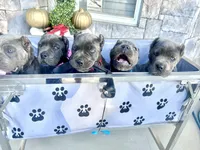 Red, a male Cane Corso for sale in Cherry Valley, CA – Photo 9 of 10