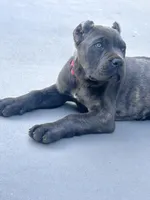 Red, a male Cane Corso for sale in Cherry Valley, CA – Photo 3 of 10