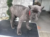 Red, a male Cane Corso for sale in Cherry Valley, CA – Photo 8 of 10