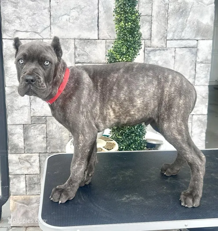 Red – Cane Corso puppy for sale in Cherry Valley, CA