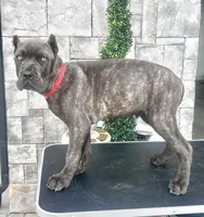 Red, a male Cane Corso for sale in Cherry Valley, CA – Photo 1 of 10