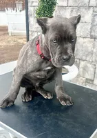 Red, a male Cane Corso for sale in Cherry Valley, CA – Photo 2 of 10