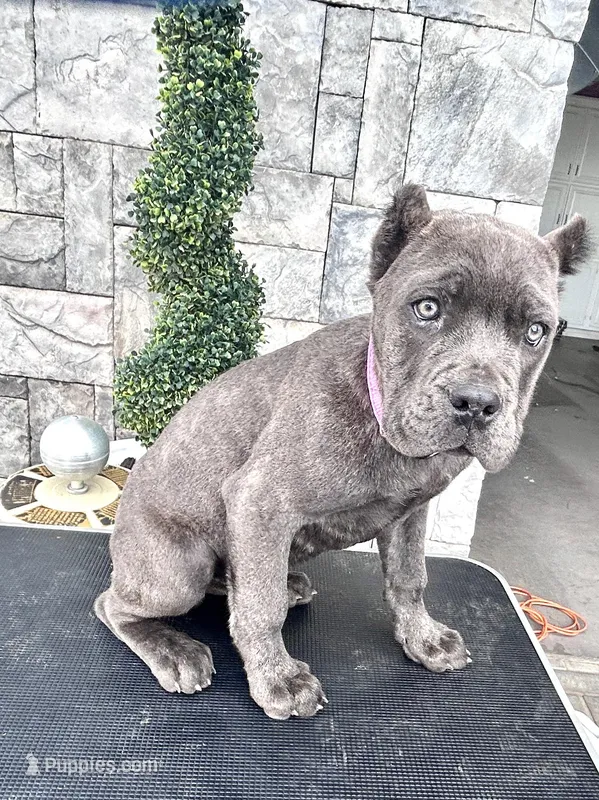 Pink – Cane Corso puppy for sale in Cherry Valley, CA