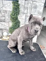 Pink, a female Cane Corso for sale in Cherry Valley, CA – Photo 1 of 9
