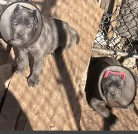 Pink, a female Cane Corso for sale in Cherry Valley, CA – Photo 2 of 9
