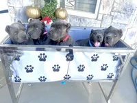 Pink, a female Cane Corso for sale in Cherry Valley, CA – Photo 6 of 9