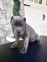 Pink, a female Cane Corso for sale in Cherry Valley, CA – Photo 3 of 9