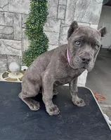 Pink, a female Cane Corso for sale in Cherry Valley, CA – Photo 4 of 9