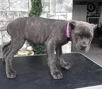 Pink, a female Cane Corso for sale in Cherry Valley, CA – Photo 8 of 9