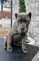 Pink, a female Cane Corso for sale in Cherry Valley, CA – Photo 5 of 9