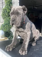 Orange , a male Cane Corso for sale in Cherry Valley, CA – Photo 6 of 8