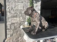 Orange , a male Cane Corso for sale in Cherry Valley, CA – Photo 7 of 8