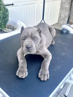 Orange , a male Cane Corso for sale in Cherry Valley, CA – Photo 2 of 8