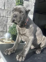 Orange , a male Cane Corso for sale in Cherry Valley, CA – Photo 3 of 8