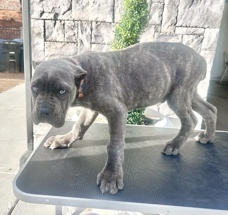 Orange  – Cane Corso puppy for sale in Cherry Valley, CA