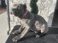 Orange , a male Cane Corso for sale in Cherry Valley, CA – Photo 5 of 8