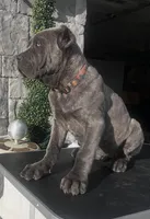 Orange , a male Cane Corso for sale in Cherry Valley, CA – Photo 8 of 8