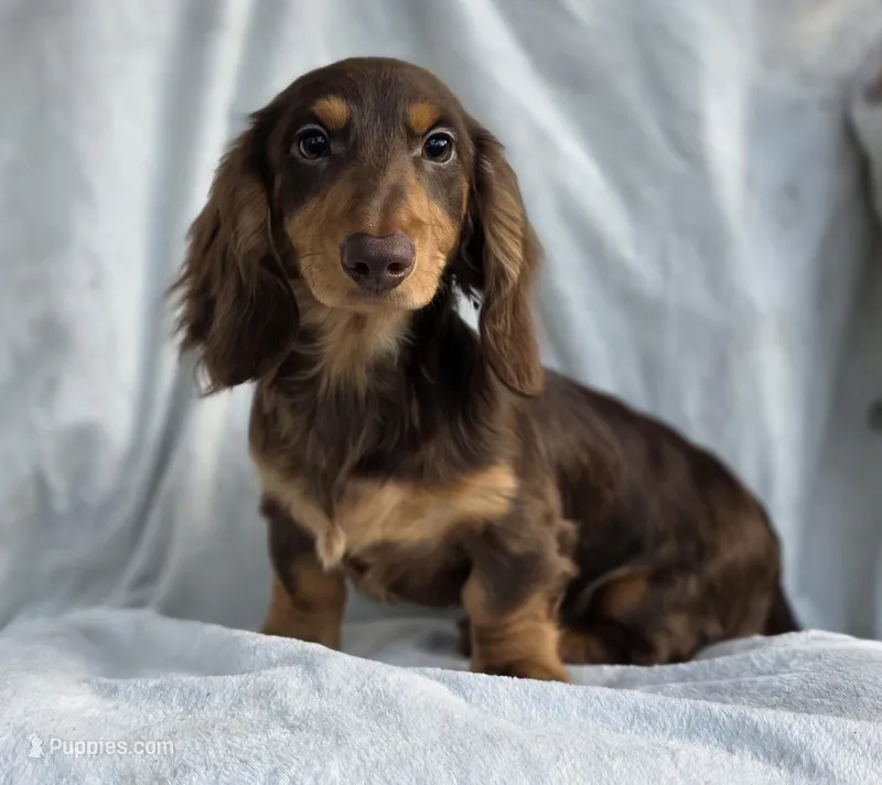 Chocolate and Tan long hair male – Miniature Dachshund puppy for sale in Lecanto, FL
