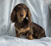 Chocolate and Tan long hair male, a male Miniature Dachshund for sale in Lecanto, FL – Photo 1 of 3
