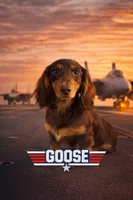 Chocolate and Tan long hair male, a male Miniature Dachshund for sale in Lecanto, FL – Photo 2 of 3