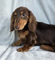 Chocolate and Tan long hair male, a male Miniature Dachshund for sale in Lecanto, FL – Photo 3 of 3