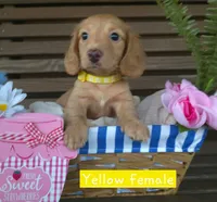 Blonde long hair female, a female Miniature Dachshund for sale in Lecanto, FL – 1 of 1