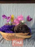 Chocolate female, a female Labrador Retriever for sale in Lecanto, FL – Photo 3 of 3