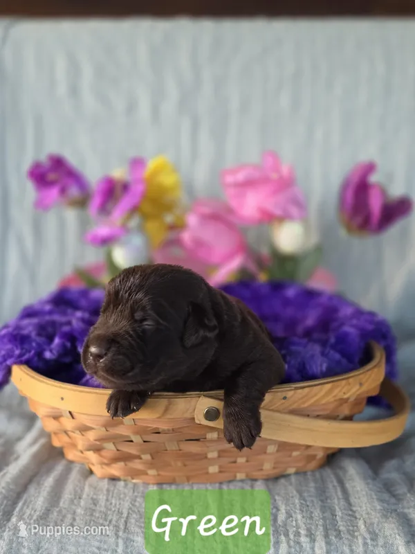 Chocolate female – Labrador Retriever puppy for sale in Lecanto, FL