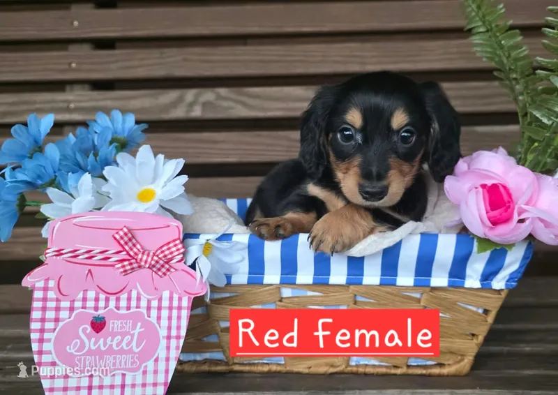 Black and tan long hair female – Miniature Dachshund puppy for sale in Lecanto, FL