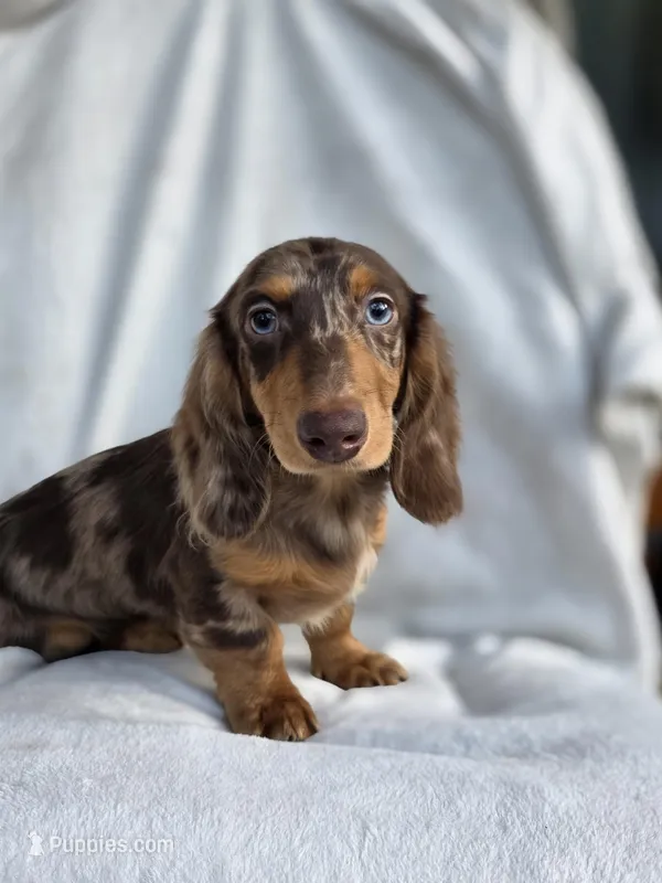 Chocolate dapple male – Miniature Dachshund puppy for sale in Lecanto, FL
