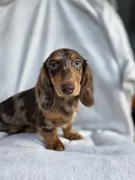 Chocolate dapple male, a male Miniature Dachshund for sale in Lecanto, FL – Photo 1 of 2