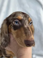 Chocolate dapple male, a male Miniature Dachshund for sale in Lecanto, FL – Photo 2 of 2